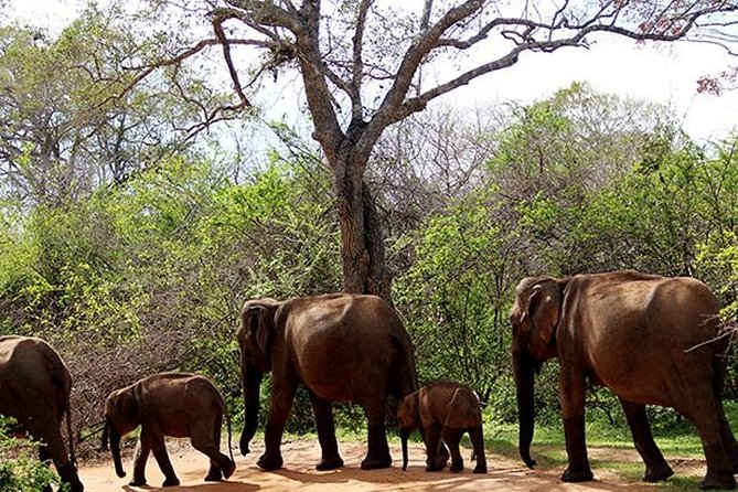 Safari Tour Yala National Park - 2 nights 3 days - First Step: Colombo Pickup and the Drive Toward Yala