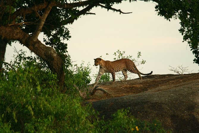 Safari Tour Yala National Park - 2 nights 3 days - Where “Flexible” Actually Helps: The Eranga Factor