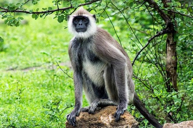 Safari Tour Yala National Park - 2 nights 3 days - Day 3 on the South Coast: Blow Hole, Lighthouse, and Galle Dutch Fort