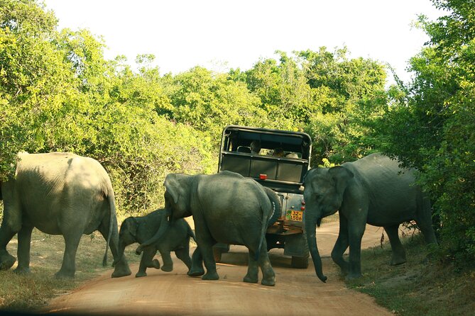 Safari Tour Yala National Park - 2 nights 3 days - Madu River Boat Safari and Kosgoda Turtle Hatchery: Wildlife, But Different