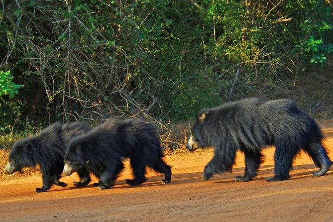 Safari Tour Yala National Park - 2 nights 3 days - Price and What You Actually Get for US$565.25
