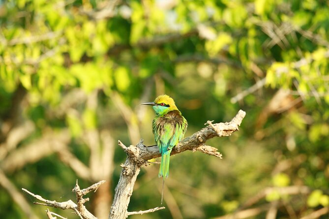 Safari Tour Yala National Park - 2 nights 3 days - Comfort, Timing, and Small Details That Matter