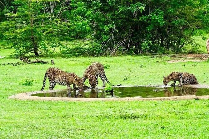 Safari Tour Yala National Park - 2 nights 3 days - Birding Walks, Owls, Bats, and Two Ancient Temples