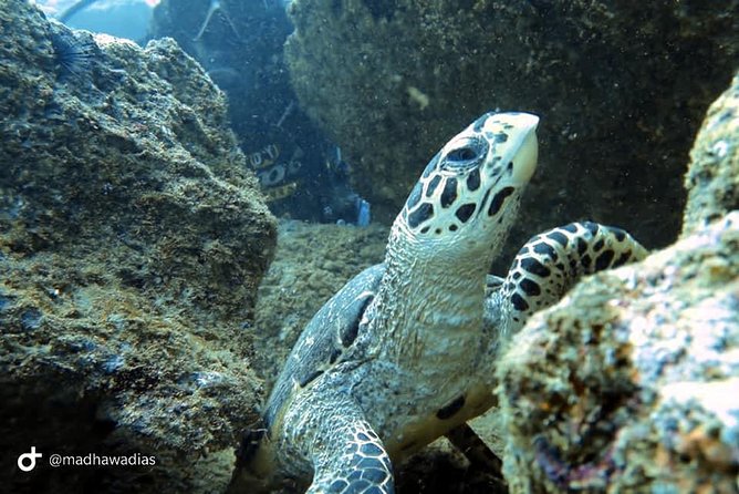 Scuba Diving at Unawatuna - Who should book this Unawatuna scuba session?