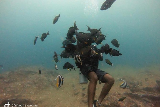Scuba Diving at Unawatuna - Practical expectations for your day on the water in Unawatuna