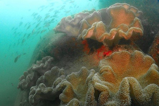 Scuba Diving For Beginners - The 1:30 pm Meeting Point and What You’ll Do Before the Reef