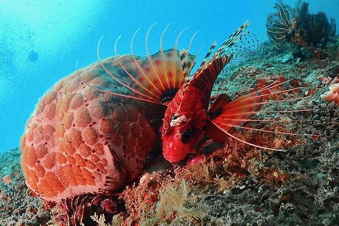 Scuba Diving For Beginners - Confined Water Training: Where Beginners Build Real Confidence