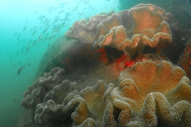 Scuba Diving For Beginners - The price, and whether $84.09 feels fair for what you get