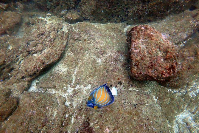 Scuba Diving in Mirissa - Key Highlights You’ll Care About