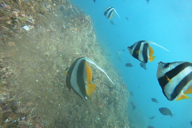 Scuba Diving in Mirissa - Mirissa and Kotapola: Why This Short Trip Makes Sense