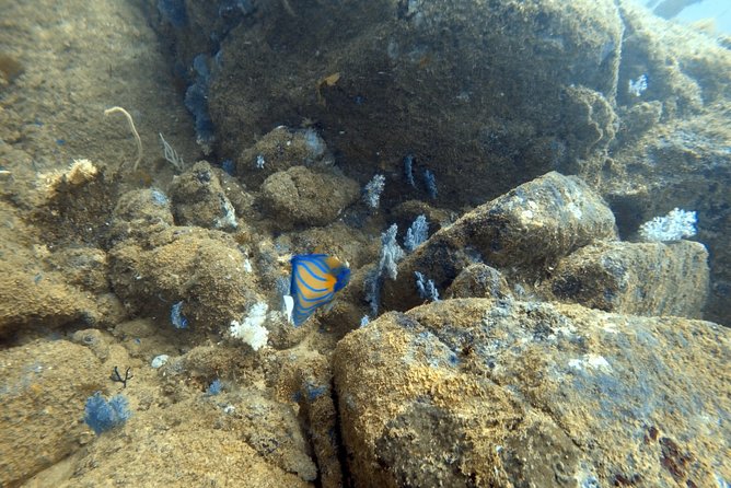 Scuba Diving in Mirissa - Choosing Reef, Rock, or Wreck Sites (and Getting Matched to Your Level)