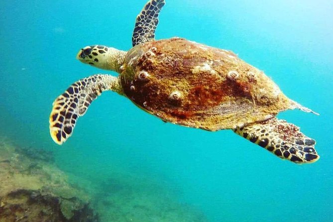 Scuba Diving in Mirissa - What You’ll Actually See Underwater Off Sri Lanka