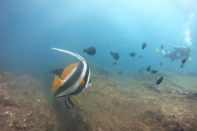 Scuba Diving in Mirissa - Safety Gear, Instructor Support, and That Good-Feeling Control