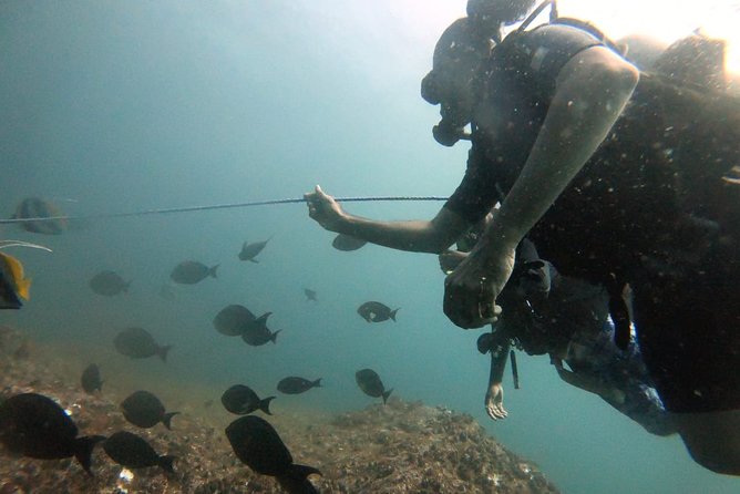 Scuba Diving in Mirissa - Who this Mirissa scuba experience is best for