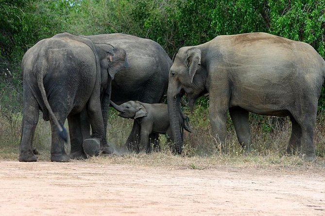 Shore Excursion Hambantota Port to Yala Safari and Come back(All Inclusive) - Key Highlights Worth Knowing
