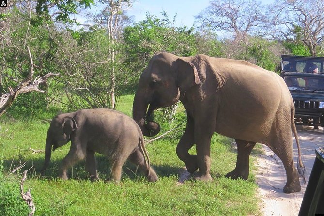 Shore Excursion Hambantota Port to Yala Safari and Come back(All Inclusive) - Yala National Park in a Half-Day Format
