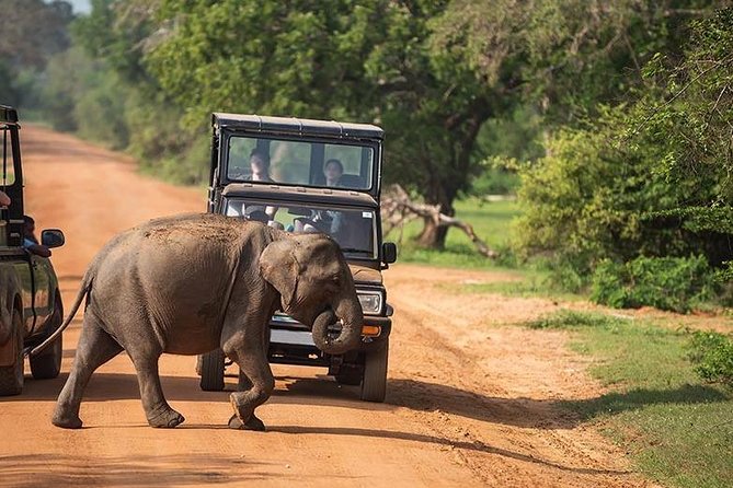 Shore Excursion Hambantota Port to Yala Safari and Come back(All Inclusive) - Price and All-Inclusive Value from Hambantota Port