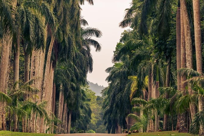 Sigiriya and Dambulla Private Full-Day Guided Tour - Minneriya National Park: elephant gatherings and birdwatching time