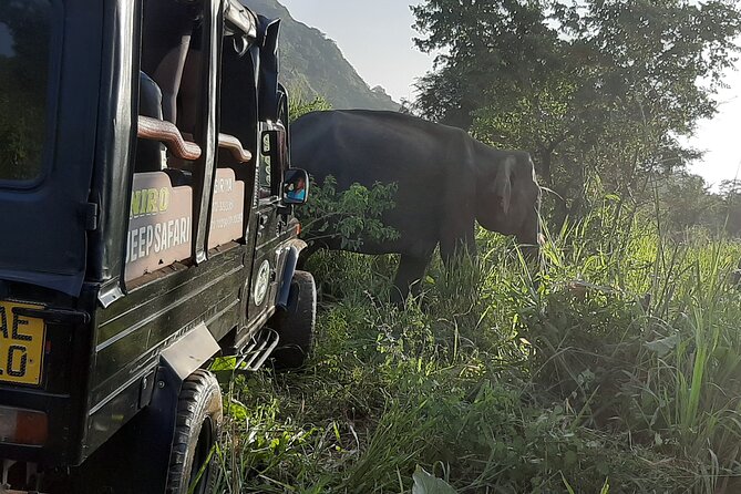 Sigiriya, Dambulla and Minneriya National Park Private Tour In - Key Highlights You’ll Care About