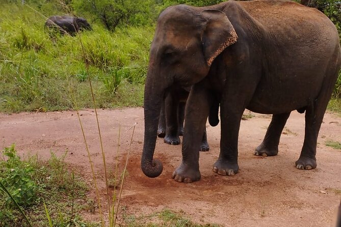 Sigiriya, Dambulla and Minneriya National Park Private Tour In - Why This Dambulla, Sigiriya, Minneriya Day Trip Works From Kandy