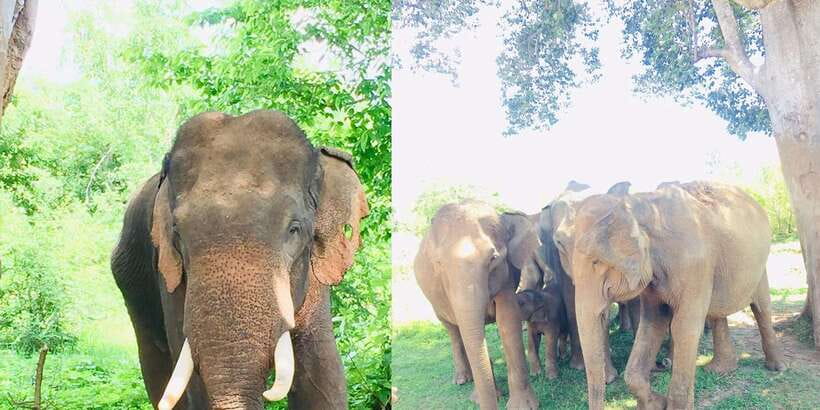 Sigiriya, Dambulla, and Village Safari Day Tour from Negombo - Price and Logistics: What’s Included in the $90