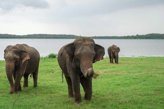 Sigiriya Hike & Minneriya Safari Private Full Day Tour - What You Should Know Before You Book
