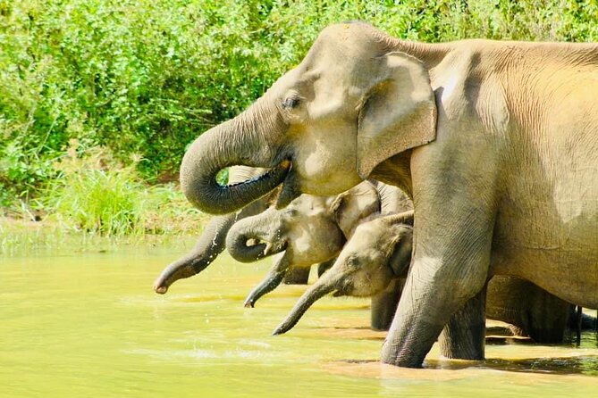 Sigiriya, Kandy to Ella TRain Ride plus Up Country TEA[B&B Basis] - Price and value: what $409 buys you