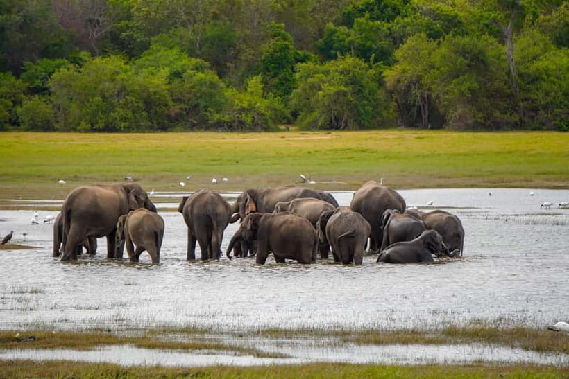 Sigiriya Lion Rock Hike & Minneriya National Park Safari - Key highlights you should care about