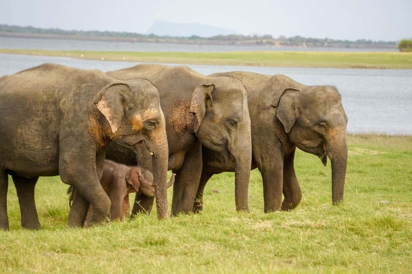 Sigiriya Lion Rock Hike & Minneriya National Park Safari - A Full Day Rhythm From Pickup to Rock, Then Safari