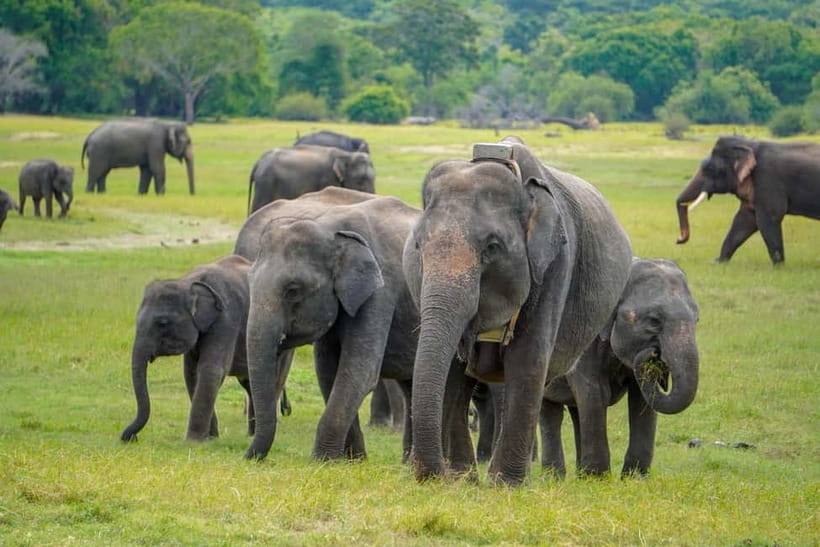 Sigiriya Lion Rock Hike & Minneriya National Park Safari - What You See at the UNESCO Rock: Frescoes and Summit Views