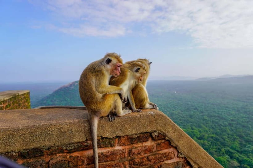 Sigiriya Lion Rock Hike & Minneriya National Park Safari - Lunch Break Reset Before the Safari Gets Interesting