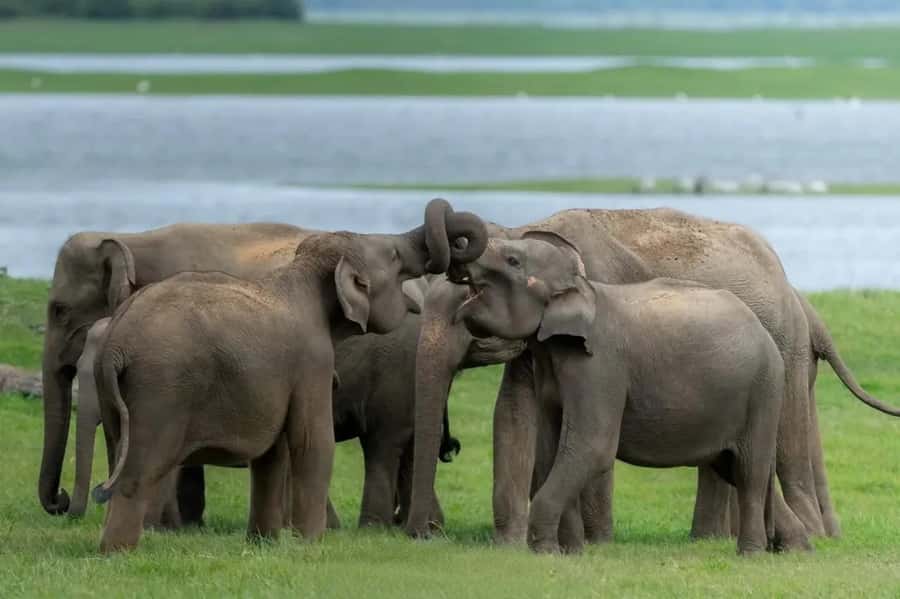 Sigiriya: Minneriya National Park Private Jeep Safari - Key things to know before you go