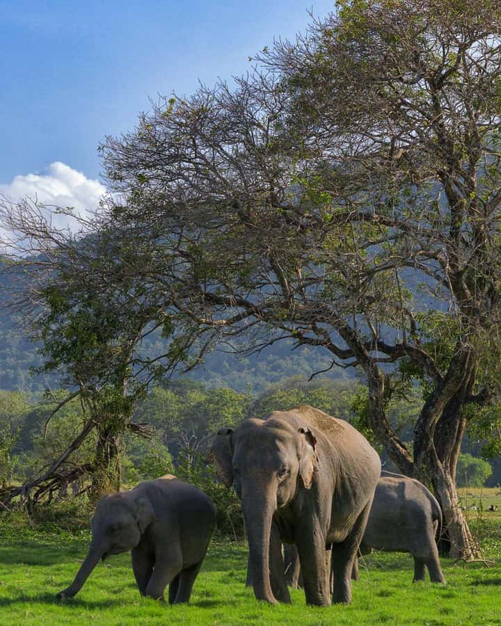 Sigiriya: Minneriya National Park Private Jeep Safari - Minneriya by private jeep: what this safari is really like