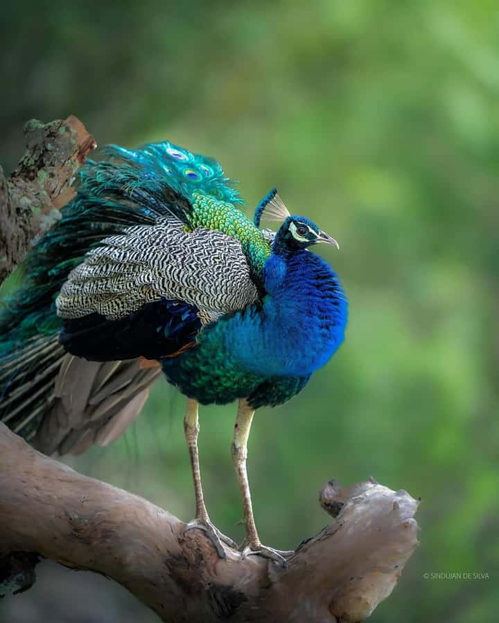Sigiriya: Minneriya National Park Private Jeep Safari - Price and value: is $46 per person a good deal?