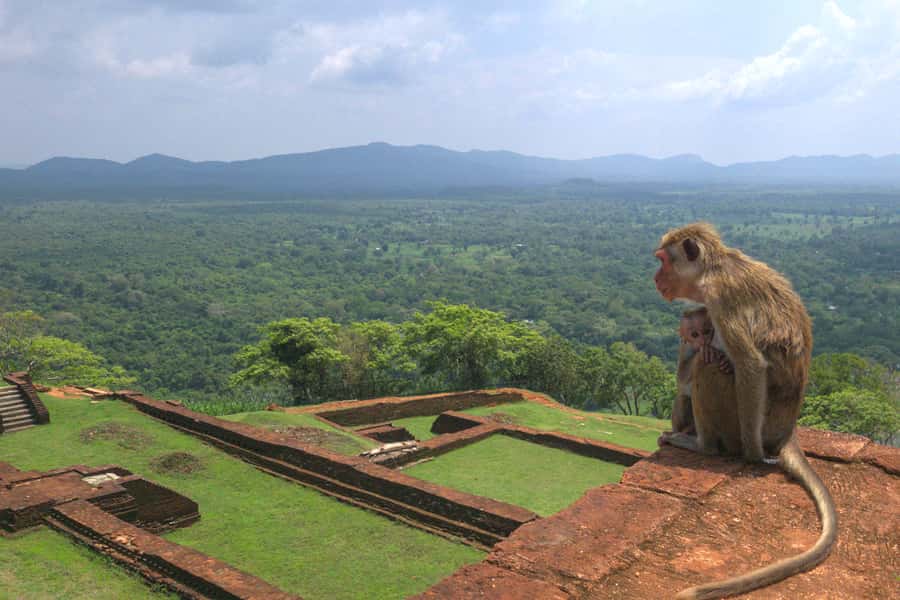 Sigiriya: Sigiriya or Pidurangala Sunrise/Sunset Hike - Who This Tour Is Best For (and Who Might Want a Different Plan)
