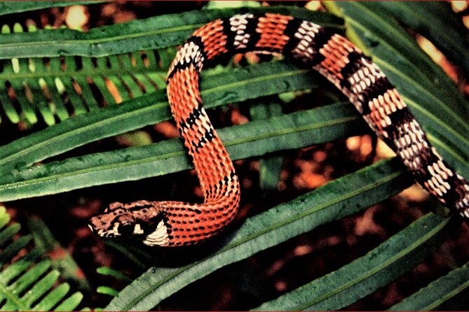Sinharaja Rain Forest Guided Day Tour - A trained guide is the whole point, and it shows