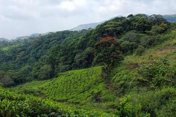 Sinharaja Rain Forest Guided Day Tour - The 6 hour rhythm: walking, water, and a steady pace
