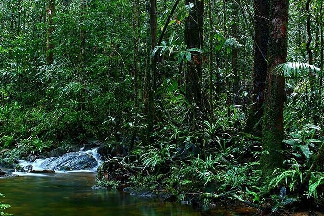 Sinharaja Rain Forest Guided Day Tour - Two waterfall stops: when the trek slows down for a reason