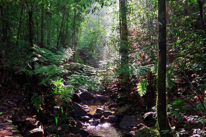 Sinharaja Rain Forest Guided Day Tour - Food and ticket value: snacks, rice and curry, and bottled water