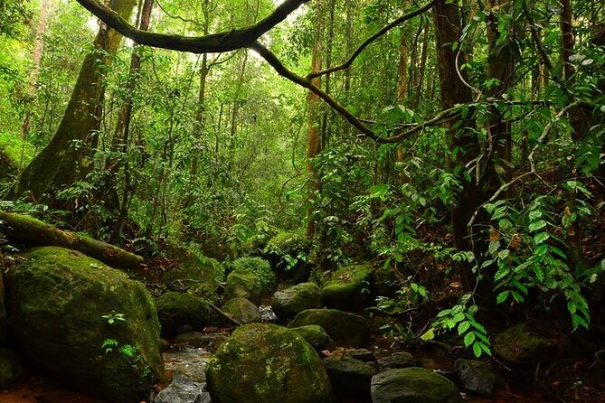 Sinharaja Rain Forest Guided Day Tour - Getting there: meeting point reality and pickup expectations