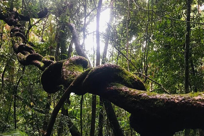 Sinharaja Rain Forest Guided Day Tour - Entering Sinharaja Forest Reserve: endemic plants you can actually talk about