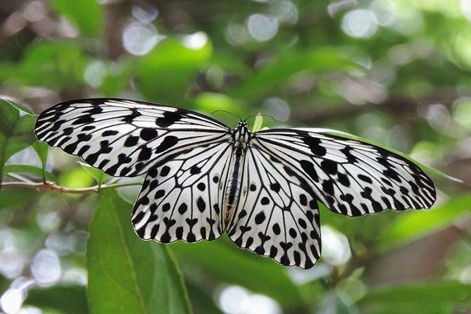 Sinharaja Rain Forest Tours (Full Day) - Key things that make this tour work