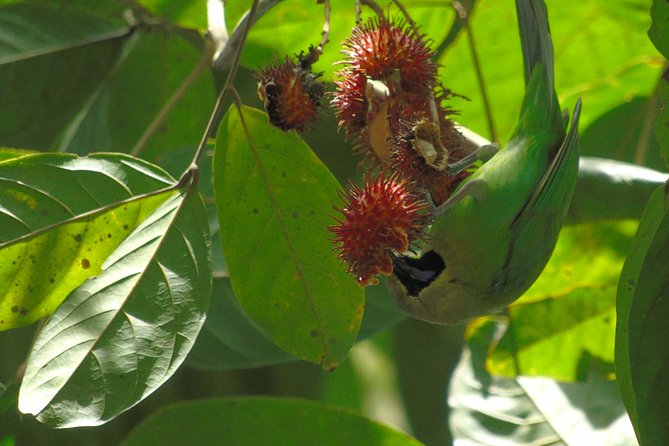 Sinharaja Rain Forest Tours (Full Day) - Leeches, safety gear, and staying calm in the wet
