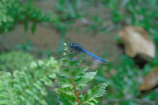 Sinharaja Rain Forest Tours (Full Day) - Endemic birds, reptiles, plants, and why the guide matters