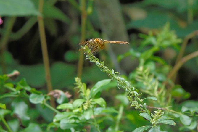 Sinharaja Rain Forest Tours (Full Day) - Photo planning in the thick canopy