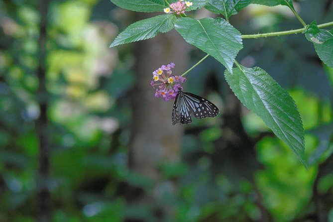 Sinharaja Rain Forest Tours (Full Day) - How the $30 price adds up