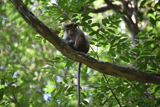 Sinharaja Rain Forest Tours (Full Day) - Kakunalla and Pathanoya falls, plus the swim factor