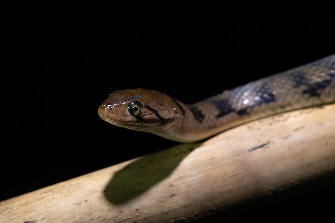 Sinharaja Rainforest Day Tour By Rainforest Expedition - Sinharaja Rainforest: what this tour is really about