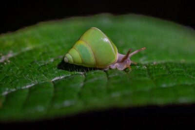 Sinharaja Rainforest Day Tour By Rainforest Expedition