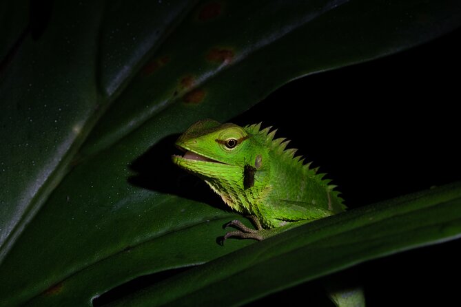 Sinharaja Rainforest Day Tour By Rainforest Expedition - Two waterfalls, swimming, and natural fish therapy